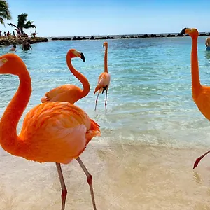https://yoyita-suites-adults-only.comcaribbean.com